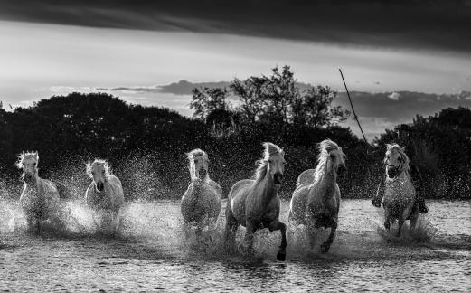 Camargue horses at sunset 11