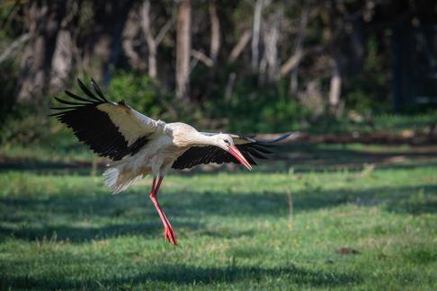 Stork landing 1