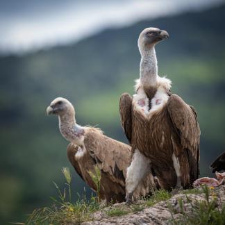 Vulture on watch 4