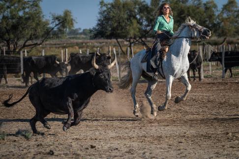 Sorting bulls 4