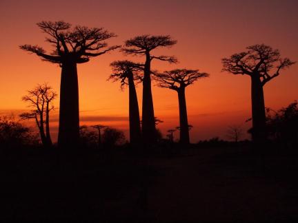 SUNSET ON MADGASCARS BAOBABS