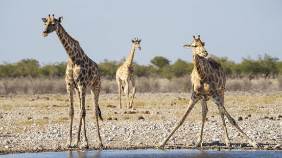 Giraffes 3 at Waterhole 01