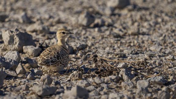 Camouflage Bird 01