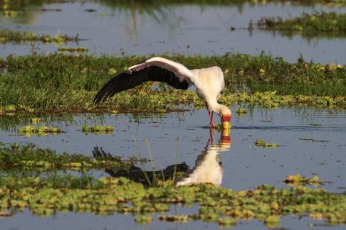 Yellow Billed Stork Shading