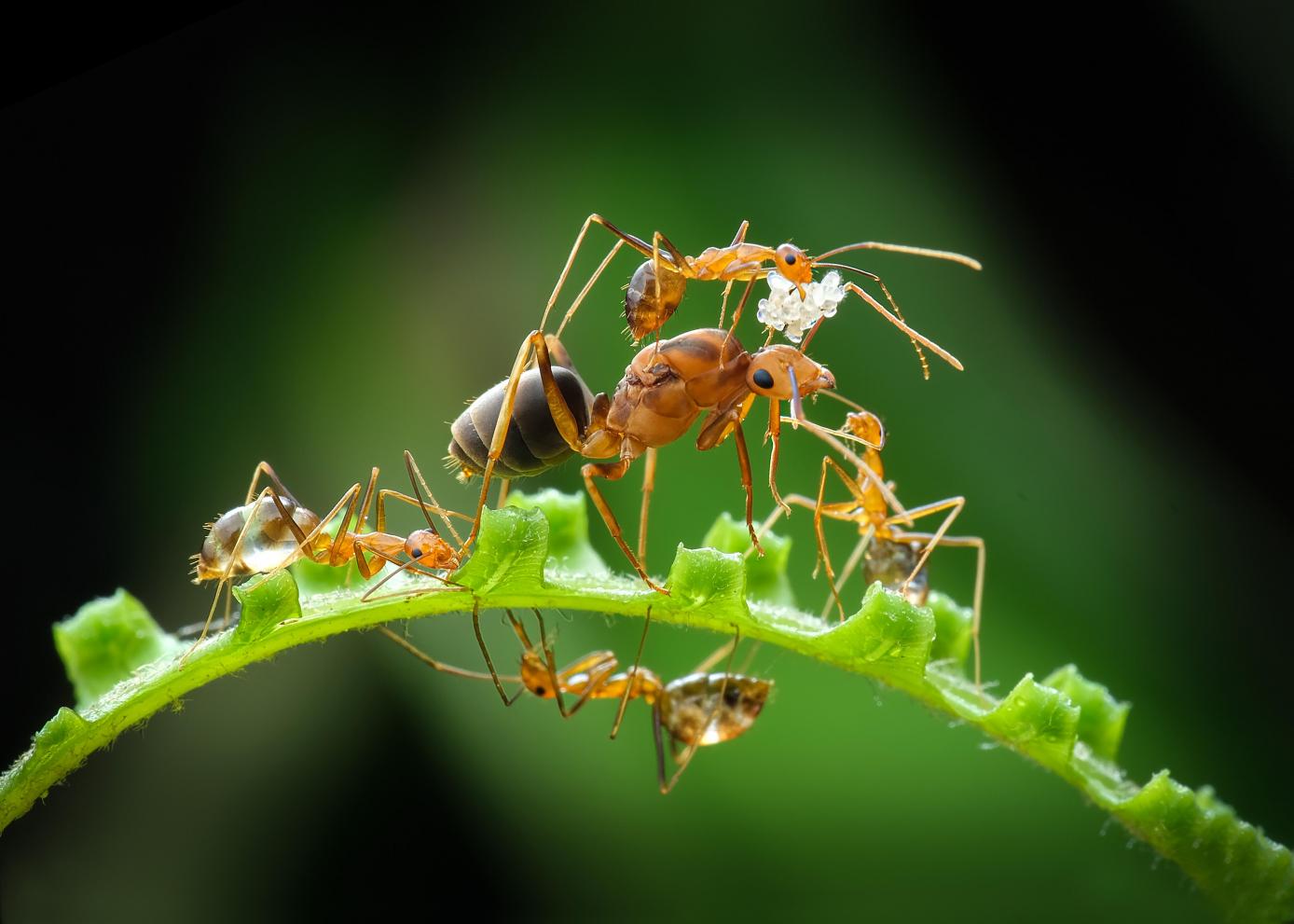 Ants move nest to protect queen