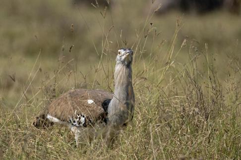 African Kori Bustard 01