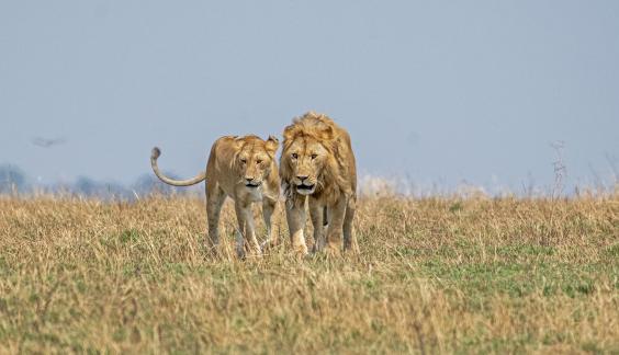 African Lions 04