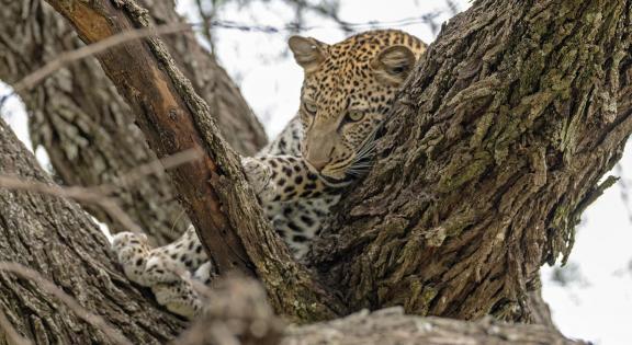 Leopard on the tree 01