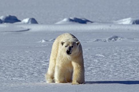 Svalbard Polar Bear 13