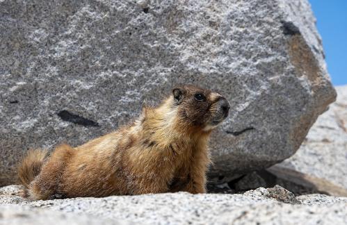 Marmot Beside Rock