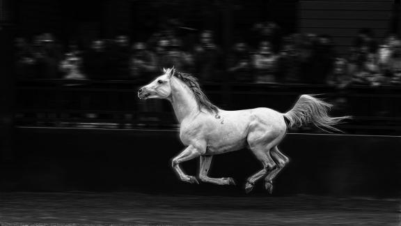 Horse show 1