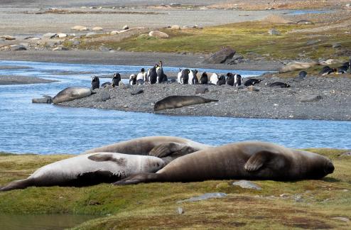 Fur seals and King penguins