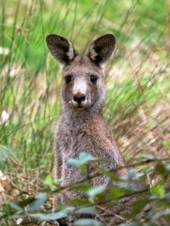 Grey Kangaroo