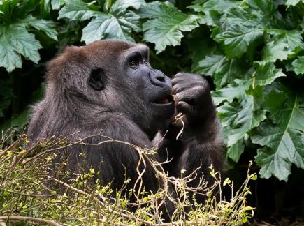 Juvenile gorilla