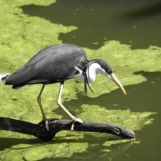 Pied Heron