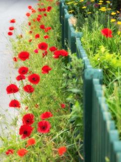 Poppy with fence