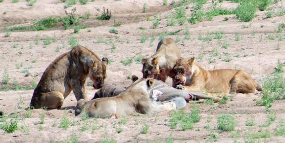 Feeding on Kudu