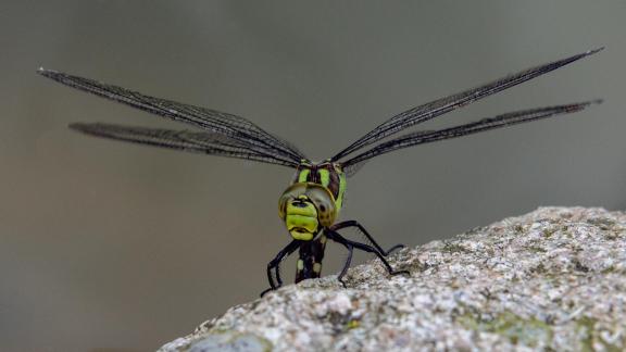 Green Dragonfly