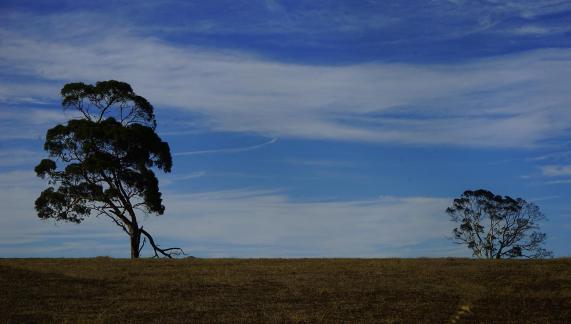 The Tree of the Wilderness