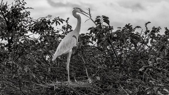 Building A Nest 2