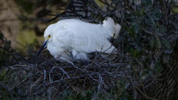 Mom and Newborn Chick