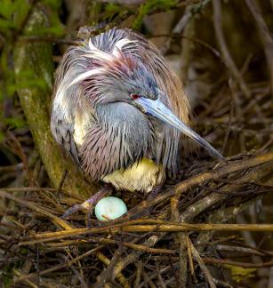 Her First Egg