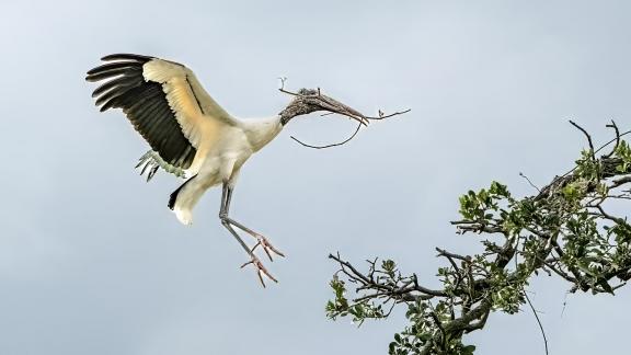 Wood Stork Bringing Nest Materials