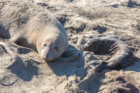 Elephant Seal6