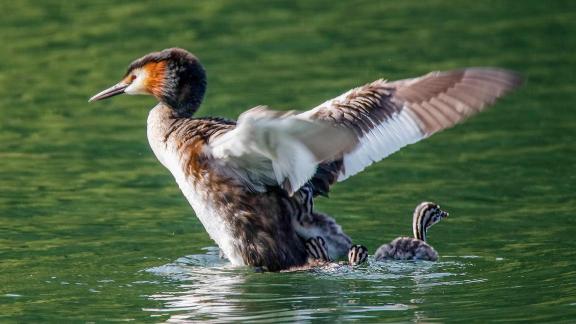 Great Crested Grebes 34