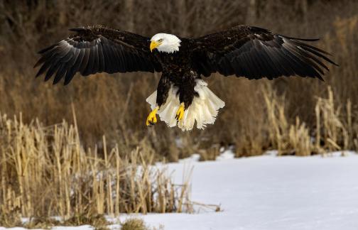 Ready to Land 7