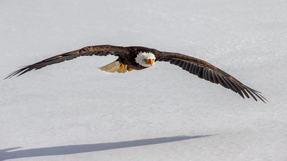 Bald Eagle in flight 2274