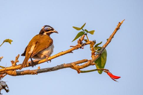 Blue faced honeyeater2