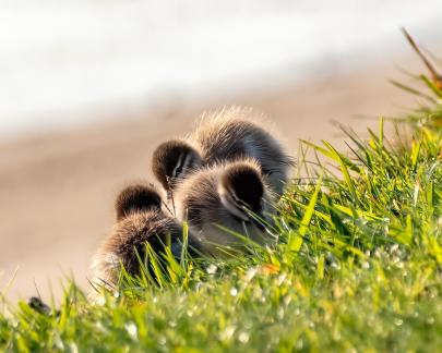 Duckling fluffballs