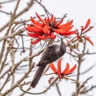 Wattle bird in red