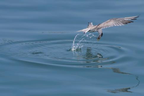 catching a fish