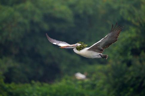 Pelican Transport