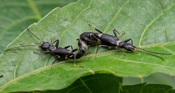 Insect mating