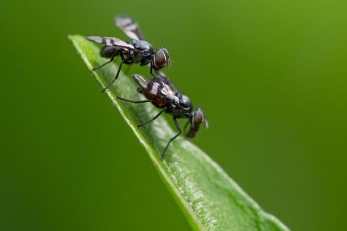 Mating of flies 1