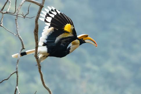 Hornbill A