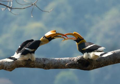 Hornbill B