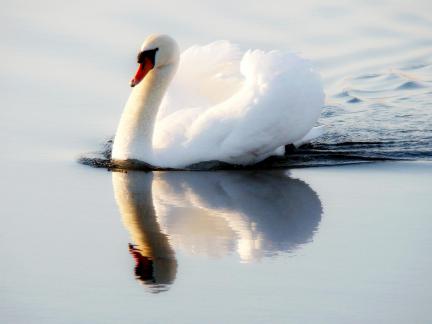 White Reflection