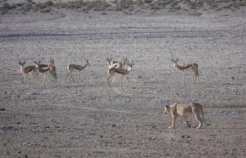 Lion on hunt