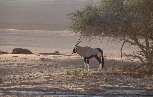 Oryx gazella_8