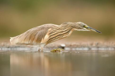 Squacco heron