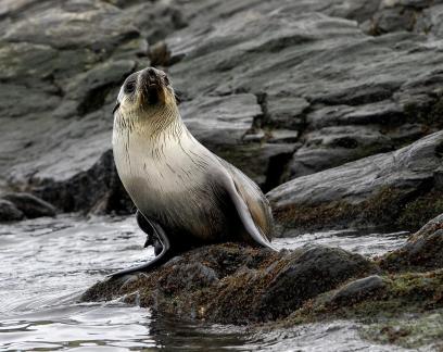 Baby Seal on the Rock