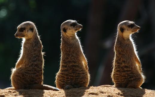 Meerkats on the Alert