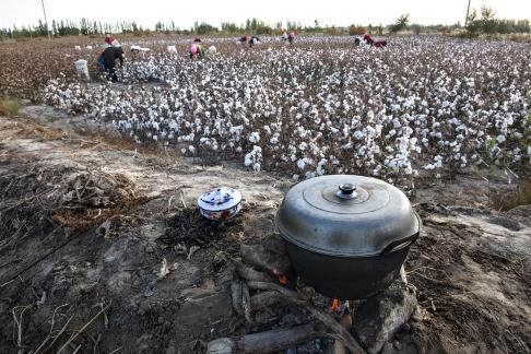 Busy cotton fields