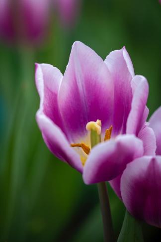 Flowers show(3)