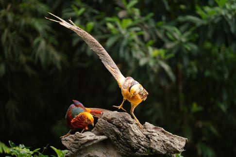 RedandYellow golden pheasant