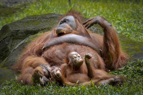 orang utan 2